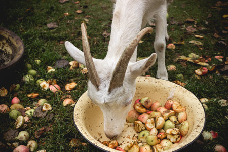 Adult white goat village with large horns.の写真素材