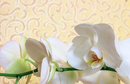 Beautiful white orchid flower close-up on a yellow background.の写真素材