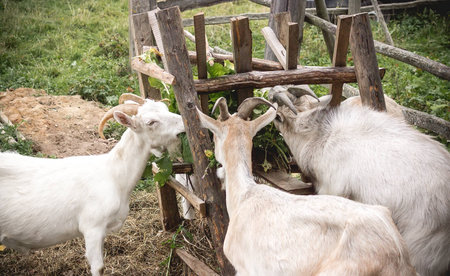 Goats eat grass nailed together from the trough.の写真素材