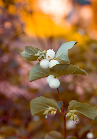 Sprig with the fruits of snowberryの写真素材