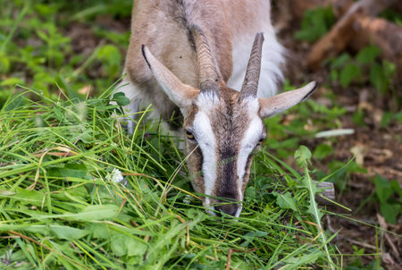 Adult Alpine goat breed eats green grass mown.の写真素材