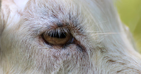The sad sight adult white goat close-up.の写真素材