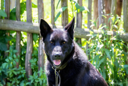 Portrait of a black dog raised ears.の写真素材