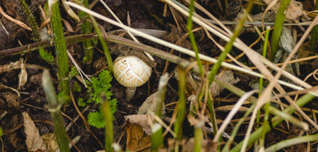 Small yellow-brown striped toadstool among the stems of cut grass.の写真素材