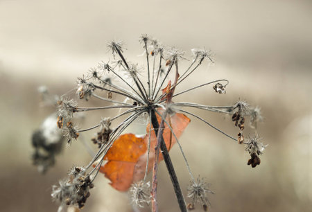 Umbrella Aegopodium podagraria, ground elder, overcast autumn day. Shallow depth of field. Photo...