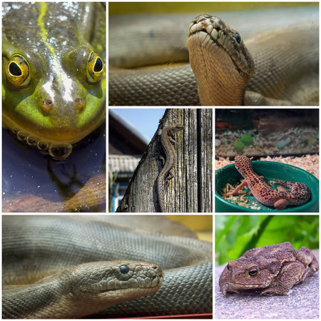 Collage of six different pictures of reptiles and amphibians.の写真素材