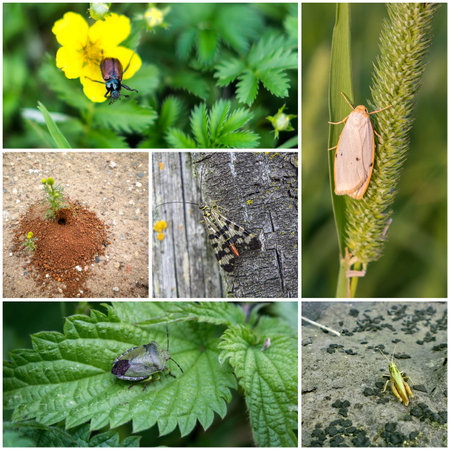 Collage of six different pictures of insects.の写真素材