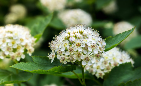Puzyreplodnik kalinolistny, Physocarpus opulifoliusの写真素材