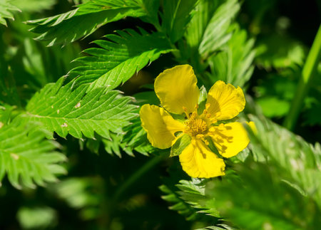 Silverweed, Potentilla anserina leaf and yellow flower.の写真素材