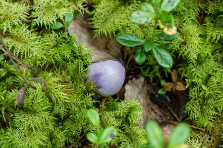 Cortinarius violaceus among mosses of Hylocomium splendensの写真素材