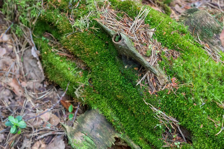Green moss. Close-up.の写真素材