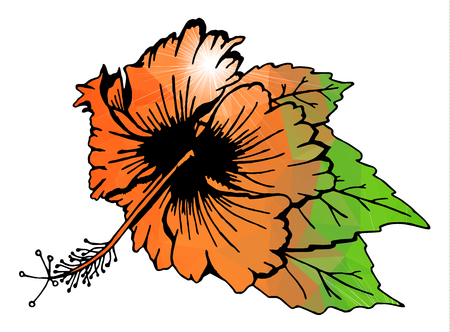 Hibiscus flower with leavesのイラスト素材