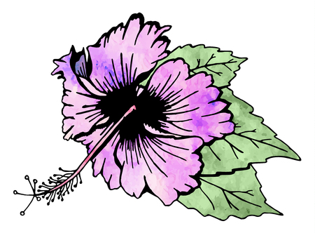 Hibiscus flower with leavesのイラスト素材