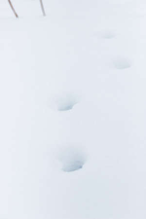 Traces Fox in the snowの写真素材