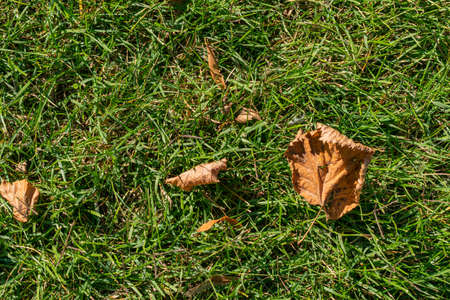 yellow leaves on the green grass copyspiece