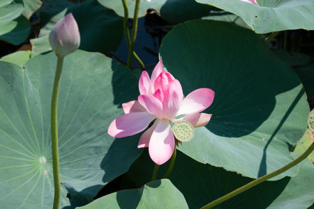 lotus flowers close-up natural, summer leaf, serenityの写真素材