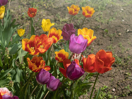 multicolored blooming tulips on a summer dayの写真素材