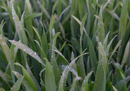 dew on the grass in the morning