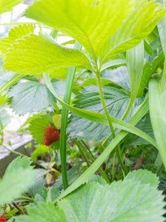 little strawberries under a bush summer day.の写真素材