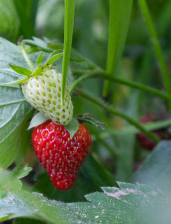 red ripe strawberries on the bush summer day.の写真素材