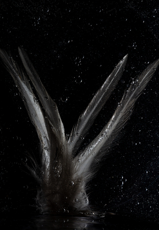 Feather in Space bubbles created with oil and waterの写真素材