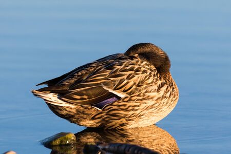 A female Mallard is sleeping on water, from the side lit by the sunの写真素材