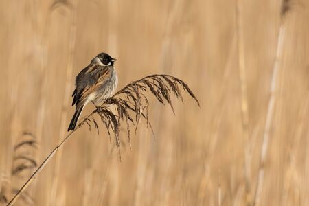Reed bunting in his natural habitat. It can be found only in reedbeds.の写真素材