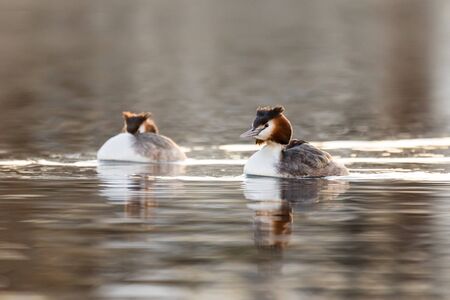Great crested grebe swimming in calm waterの写真素材