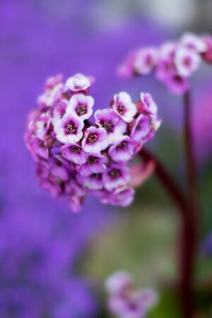 Lots of violet little flowers growing compact with out of focus backgroundの写真素材