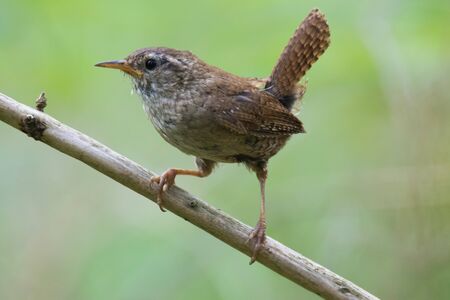 A small bird perching with a smooth out of focus backgroundの写真素材