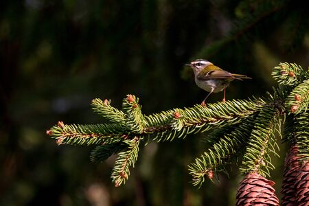 Firecrest perching on a spruce treeの写真素材