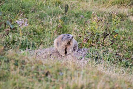 A marmot is at the entrance of its burrowの写真素材