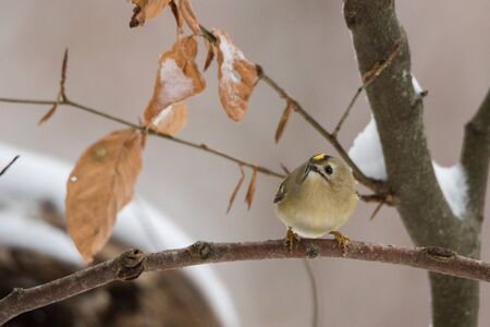 European smallest bird in winter themeの写真素材