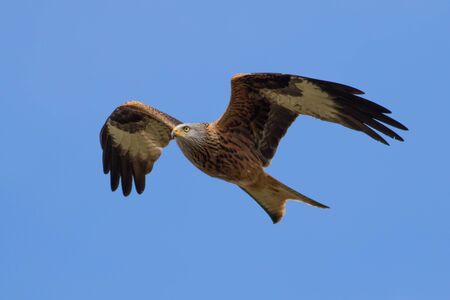 Red kite in flight with a blue sky in background. It is one of the prettiest eagle in Europeの写真素材