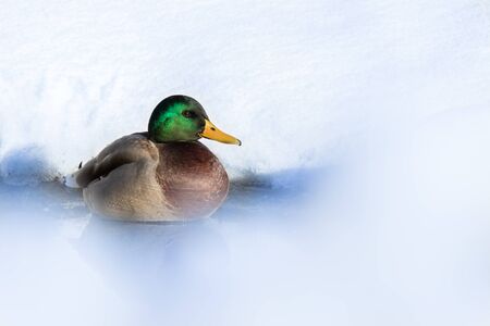 Mallard duck in snow, winter themeの写真素材