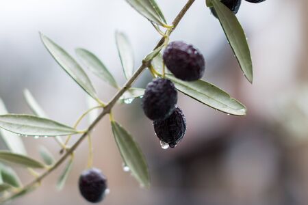 Black olives with some raindrops on themの写真素材