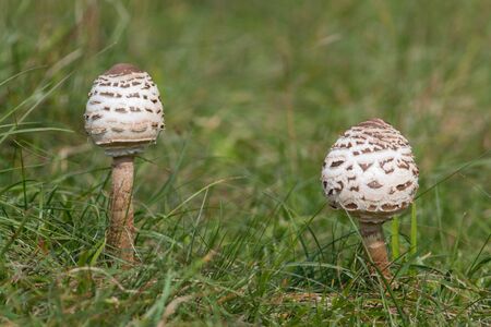 Macrolepiota procera, an edible mushroom, its very tastyの写真素材