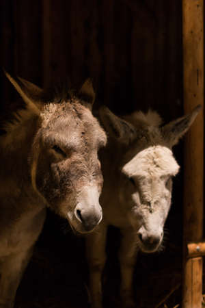 Two donkeys being cuteの写真素材