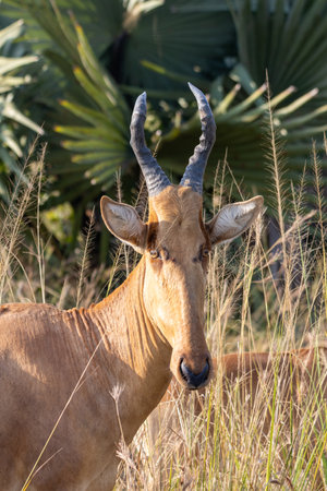 Hartebeest, a big african antelopeの写真素材