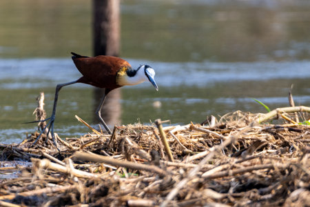 African jacana bird is walking on water