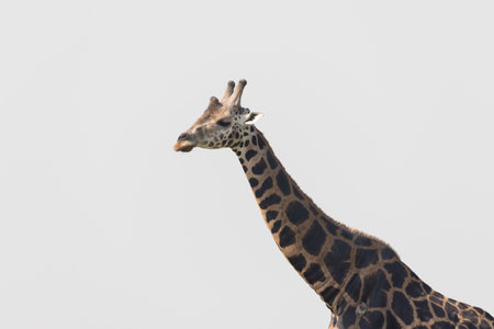One Giraffe standing in natureの写真素材
