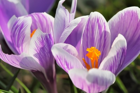 Crocus blooming in the garden, closeup.の写真素材