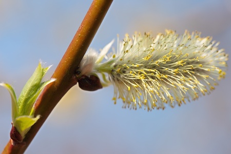 Bud blossoming willow spring, closeup. の写真素材