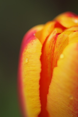 Yellow and red tulip - macro の写真素材