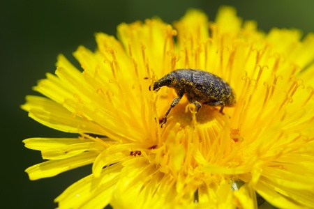 Weevil on dandelion close upの写真素材