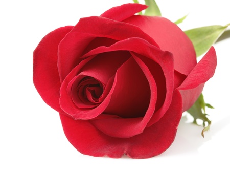 Red rose close up on a white backgroundの写真素材