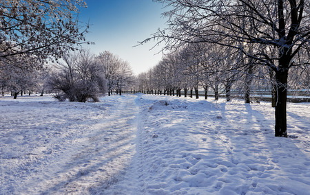 Urban park in winter. Snow, morning, blue sky.の写真素材