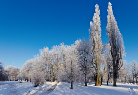 Winter city park, trees covered with snow on a blue sky background.の写真素材