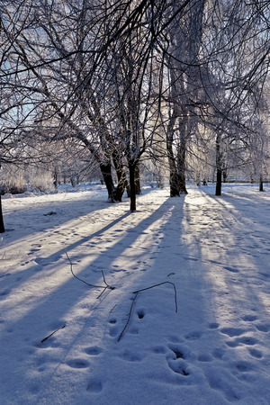 Winter, snow-covered city park. The sun shines through the trees.の写真素材