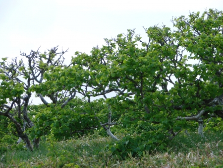 The island Urup, Russia, on July, 4th, 2007, a dwarfish birch and an undersized bamboo cover all island の写真素材